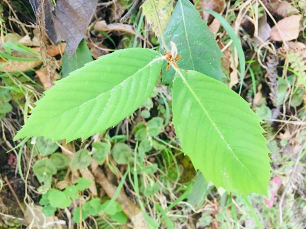 istock Green Leaf brunch of Banj oak (Quercus leucotrichophora) tree 1151456408