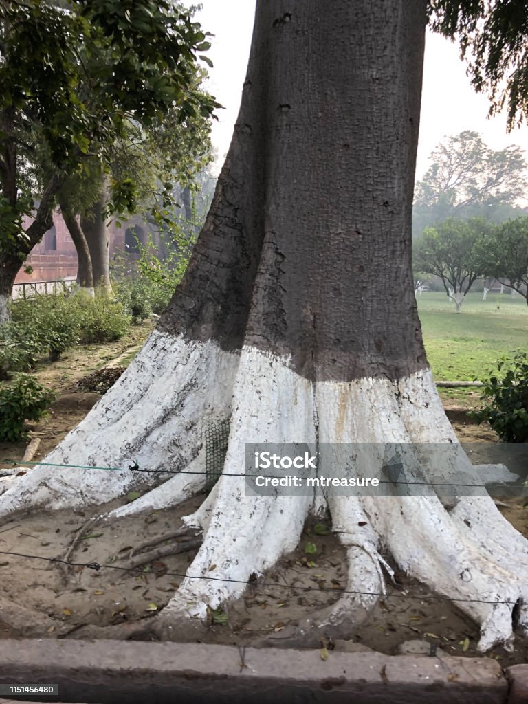 Hình Ảnh Thân Cây Trong Vườn Công Viên Ấn Độ Được Sơn Màu Trắng ...