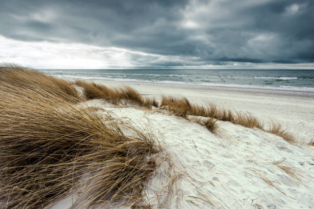 Sand dune and marram grass under storm cloud stock photo