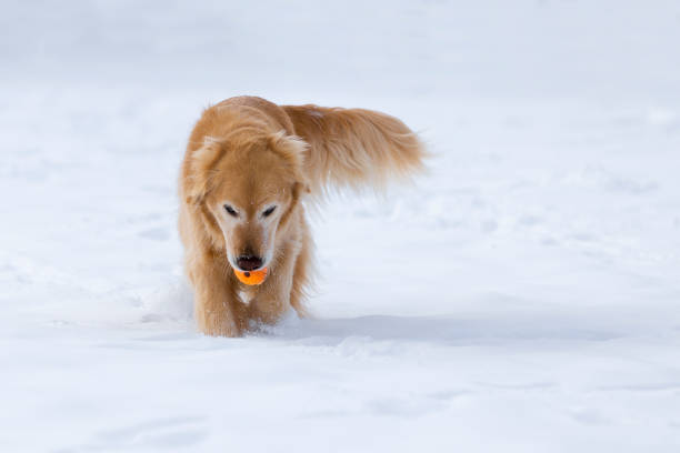 istock Happy dog in snow 1151457910