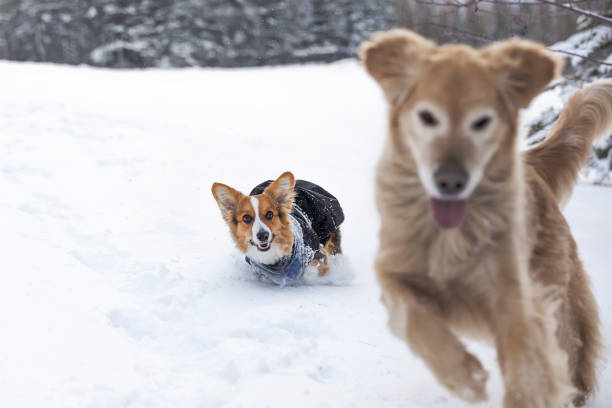 istock Happy dog in snow 1151457946