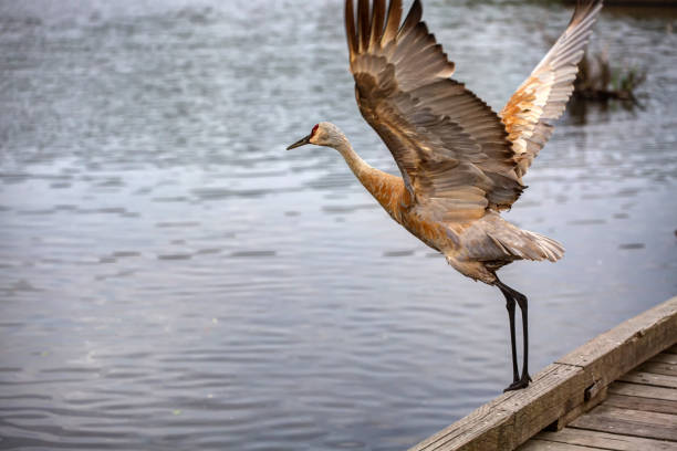 istock Sandhill crane started to fly from a deck at sunset time 1151458177