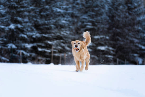 istock Happy dog in snow 1151458207