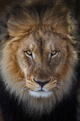 The beautiful portrait of a lion.