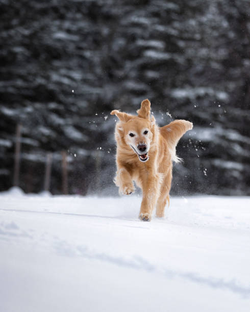 Happy dog in snow