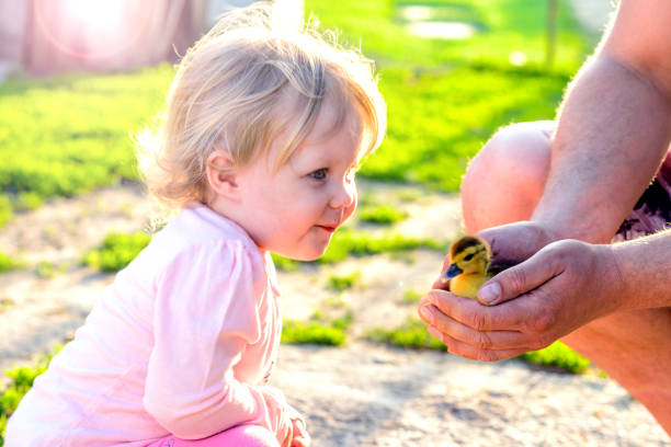 A laughing little feeding ducks in park