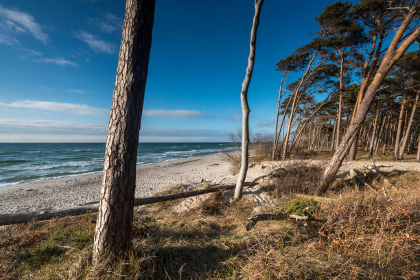 Trees on sand beach at Baltic Sea under blue sky stock photo