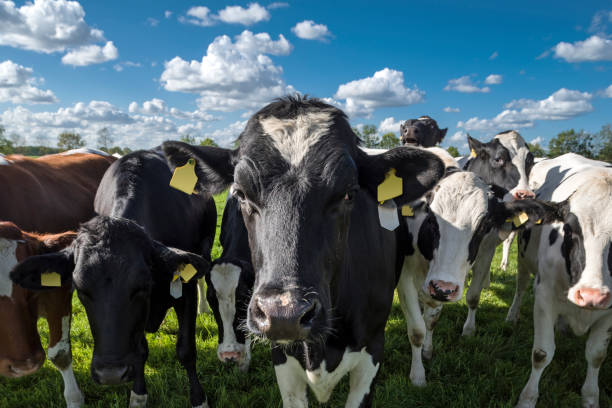 istock Cows looking at camera. Close-up. Blue sky with cumulus clouds. 1151459527
