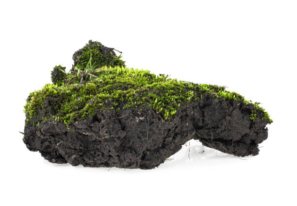 istock Green moss with grass on pile of soil, white background. 1151460232