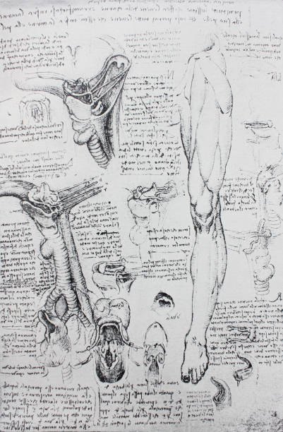 istock Anatomical notes. Leg. Internal organs. Manuscripts of Leonardo da Vinci 1151460776