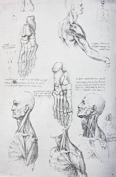 istock Anatomical notes. Profile, face, foot. Manuscripts of Leonardo da Vinci 1151460783