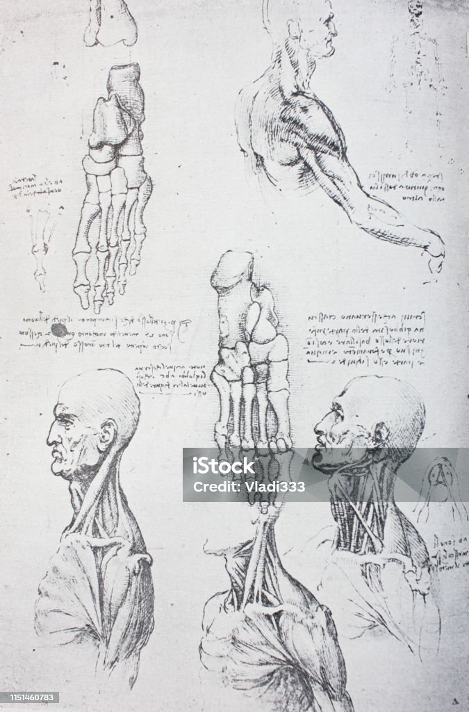 Anatomical notes. Profile, face, foot. Manuscripts of Leonardo da Vinci Anatomical notes. Profile, face, foot. Manuscripts of Leonardo da Vinci in the vintage book Leonardo da Vinci by A.L. Volynskiy, St. Petersburg, 1899 Leonardo Da Vinci stock illustration