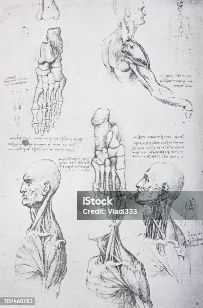 Anatomical Notes Profile Face Foot Manuscripts Of Leonardo Da Vinci Stock Illustration - Download Image Now