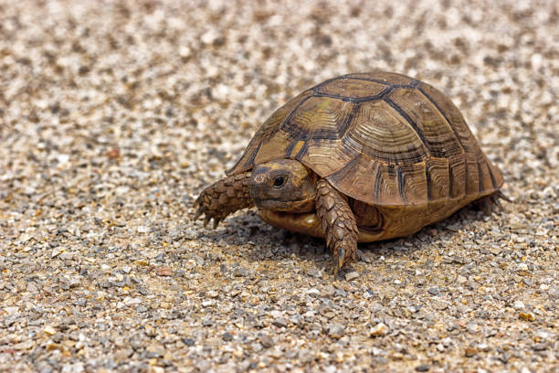 istock Wild Greek Tortoise 1151460960