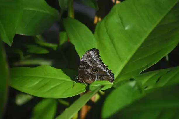 Green leaves on a terrific eyespots on a owl butterfly.