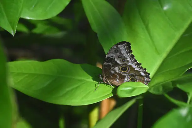 Garden with an owl butterfly with his wings closed.