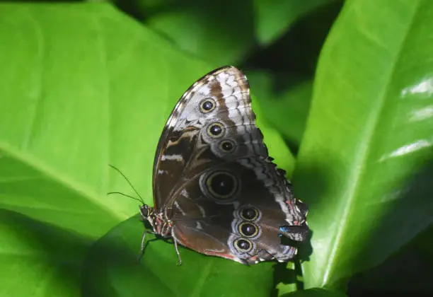 Green leaves with an owl butterfly.