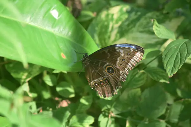 Blue morpho butterfly with wings closed showing a small glimmer of blue.