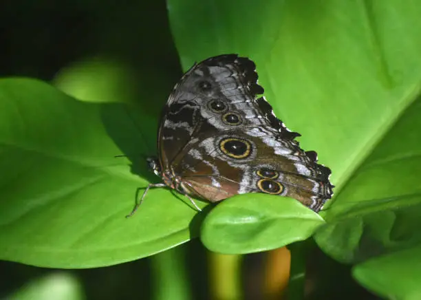 Blue morpho butterfly with his wings closed on a leaf.