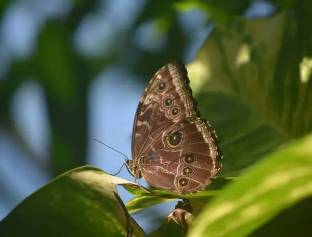 Owl butterfly with his wings closed sitting on a leaf.