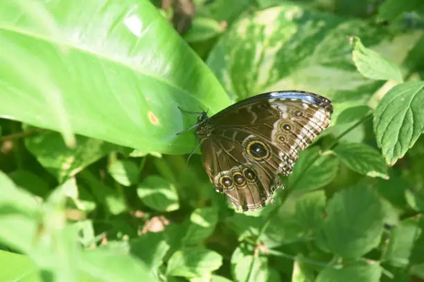 Wings closed on a blue morpho butterfly in a garden.