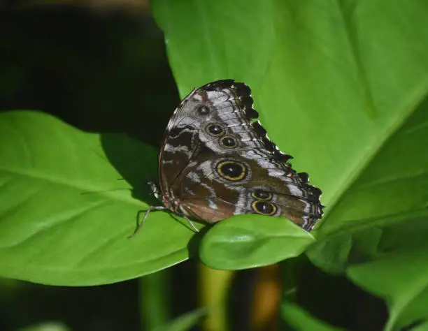 Garden with an owl butterfly with distinctive eyespots on its wings.