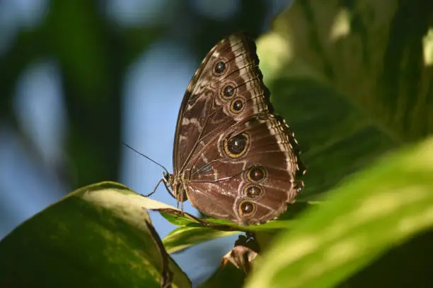 Pretty owl butterfly on plant leaves in a garden.