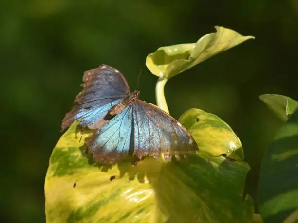 Up close look at a blue morpho butterfly with his wings open.