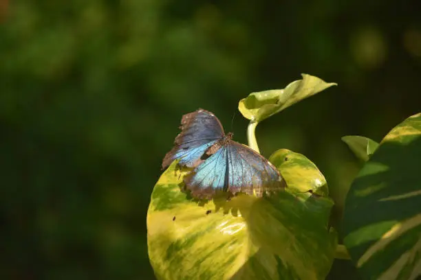 Blue morpho butterfly sitting on a green and yellow leaf.