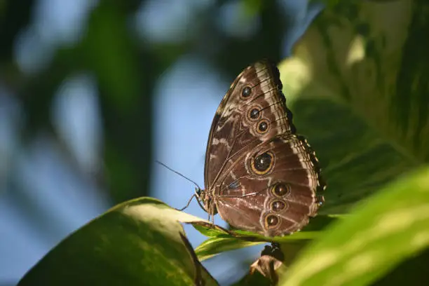 Eyespots on the closed wings of a blue morpho butterfly.