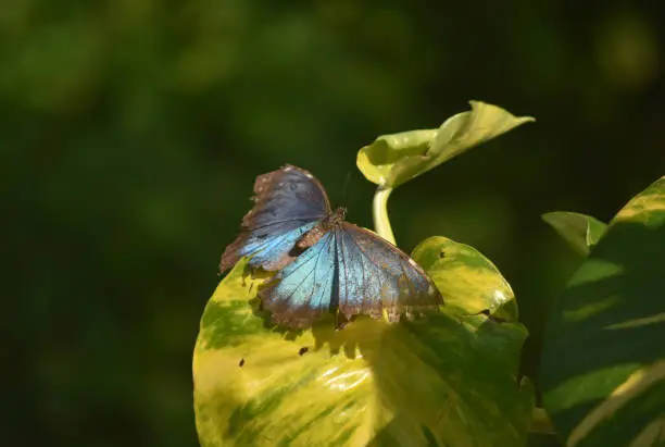 Blue morpho butterfly with his blue wings open.