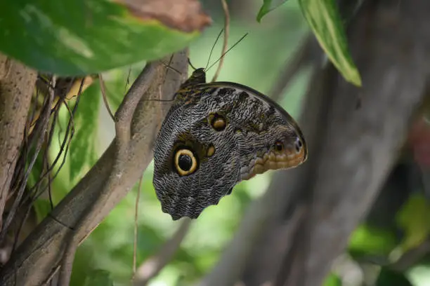 Great owl butterfly on the trunk of a small tree.