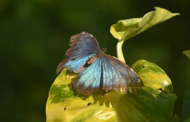 Blue wings on a blue morpho butterfly in a garden.