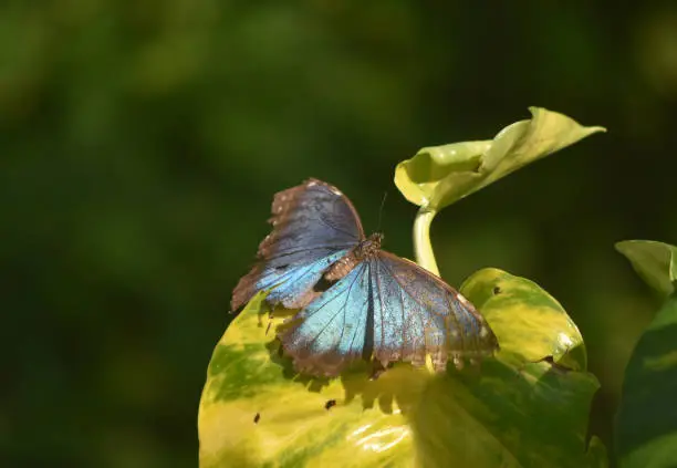 Wide open wings on a blue morpho butterfly.