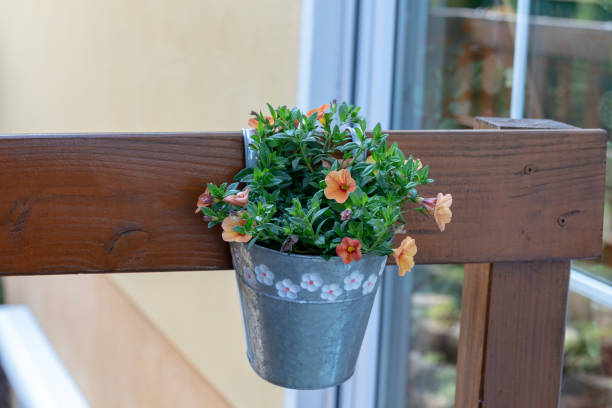 istock Calibrachoa or bell flower 1151463528