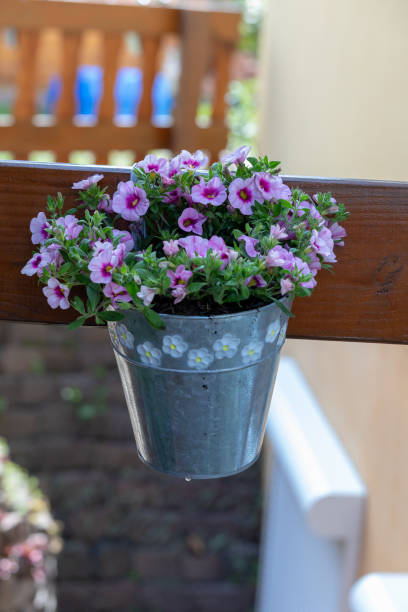 istock Calibrachoa or bell flower 1151463595