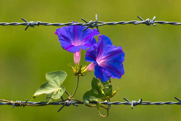 istock Morning Glory Flowers blooming on barbed wire 1151463785