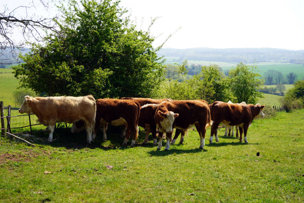 istock Cows in a farm field on a sunny day 1151464578