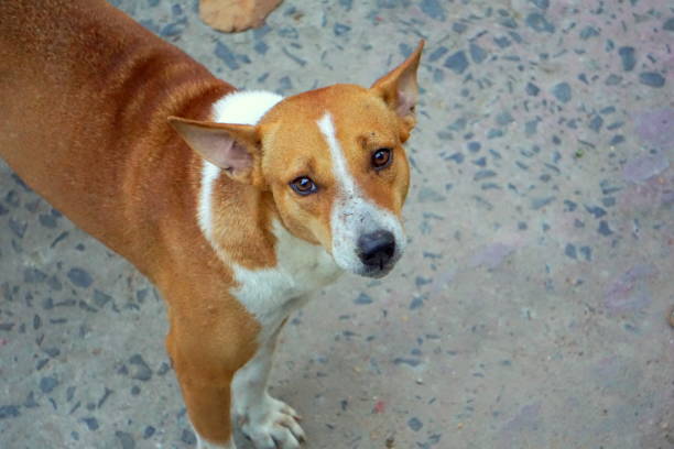 Golden brown and white color combination Indian street dog