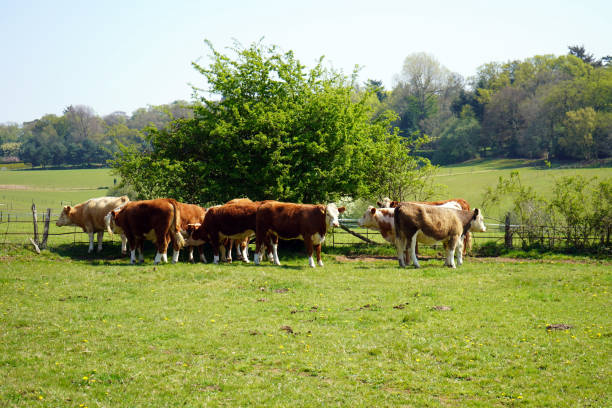 istock Cows in a farm field on a sunny day 1151464812
