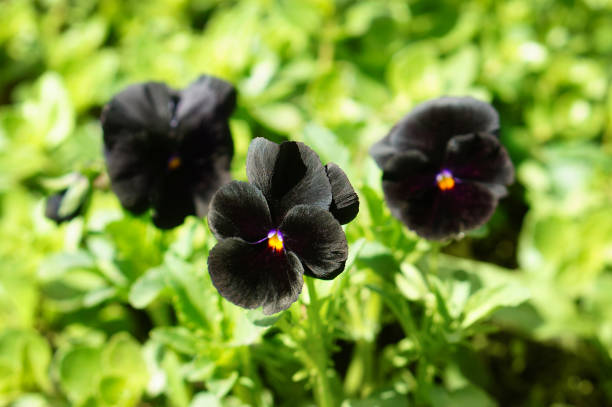 istock Three Black Violet Flowers on blurred green background in the spring garden 1151465006