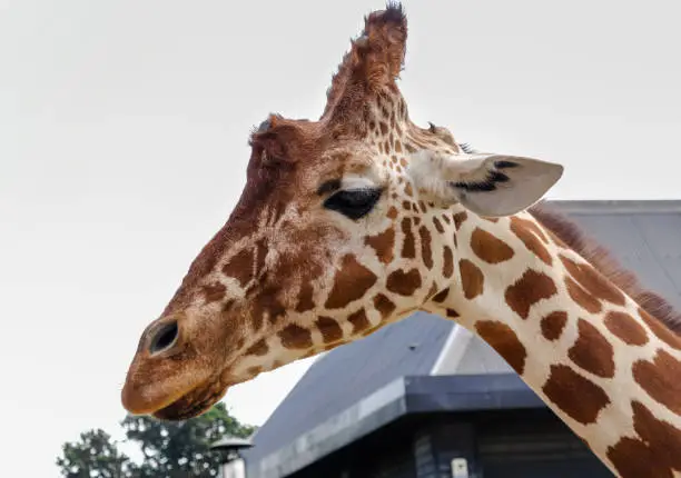 Giraffe's head and neck set agains an overcast sky.