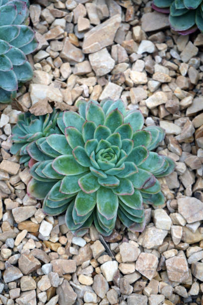 istock Close up of small alpine plants succulent 1151468987