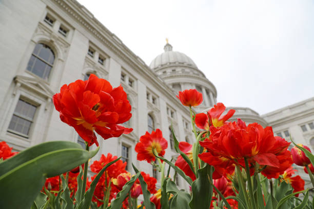 Wisconsin state capitol with red tulips Every year, tulips sprout up around the Wisconsin State Capitol in Madison, Wisconsin. People flock to the farmers market to see the various colors and types planted that year. wisconsin state capitol photos stock pictures, royalty-free photos & images