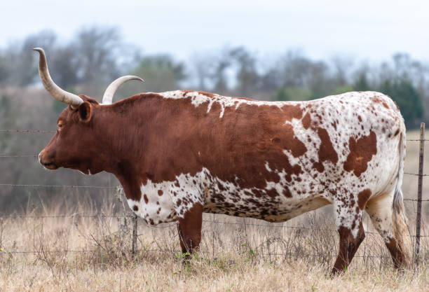 una mucca texas longhorn in texas. - texas longhorn cattle horned cattle farm foto e immagini stock