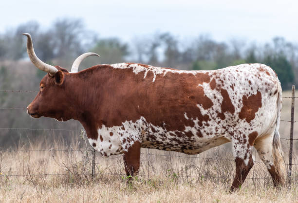 uma vaca do texas longhorn no texas. - auroch - fotografias e filmes do acervo