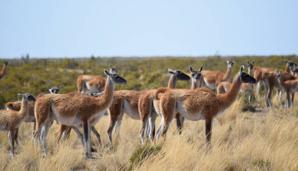 istock Guanacos at Punta Tombo (Argentina) 1151471954