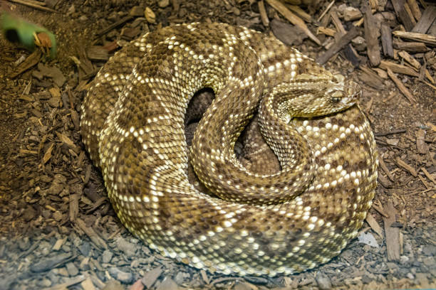 Snake with triangular head and scaled body orange and yellow slides through the terrarium with leaves and roots in the background