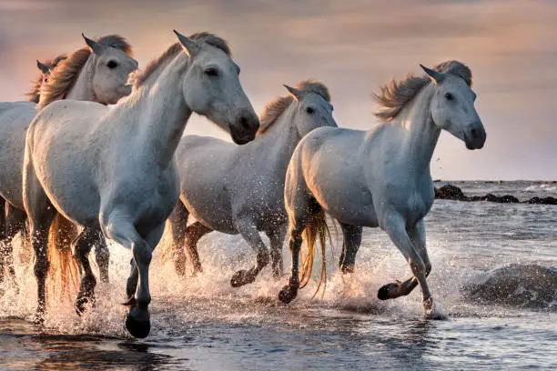 Photo of White horses in Camargue, France.