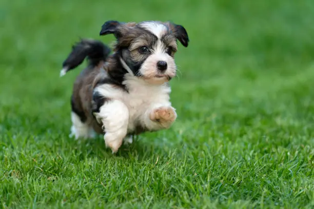Cute little havanese puppy dog is running in the grass